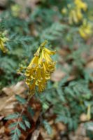 �ʐ^�A���F���P�}���\�E2