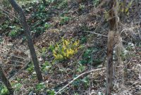 写真、黄色いケマンソウ1