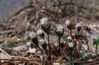 �ʐ^�A�q�g���V�Y�J