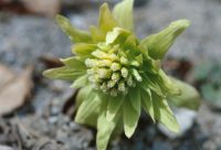 �ʐ^�A�t�L�m�g�E