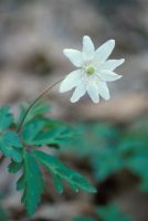 �ʐ^�A�C�`�Q