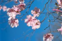 �ʐ^�A���V�I�c�c�W2