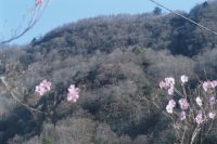 写真、ヤシオツツジ