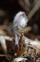 �ʐ^�A�[���}�C