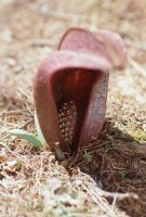 写真、ザゼンソウ1