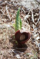 �ʐ^�A�U�[���\�E2