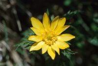 �ʐ^�A�t�N�W���\�E