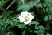 �ʐ^�A�C�`�����\�E