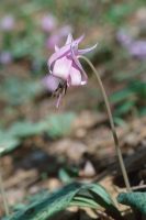 �ʐ^�A�J�^�N��