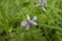 �ʐ^�A�q�G���\�E