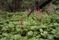 �ʐ^�A�x�j�o�i�C�`���N�\�E