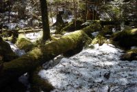 �ʐ^�A�ۂނ����|��