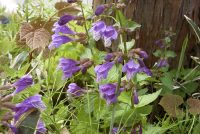 �ʐ^�A���V���E�����J�Y��