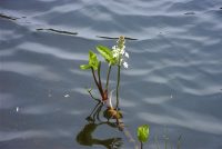 �ʐ^�A�~�c�K�V��