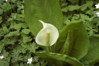 �ʐ^�A�~�Y�o�V���E