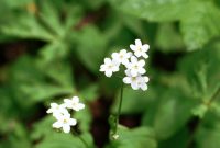 �ʐ^�A�^�`�J���o�\�E