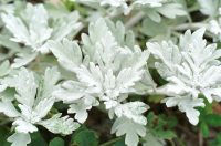 �ʐ^�A�V�������M