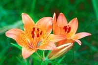 �ʐ^�A�G�]�X�J�V����