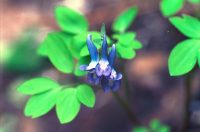 写真、エゾエンゴサク