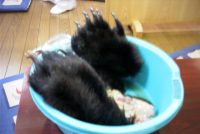 �ʐ^�A�F�̎�