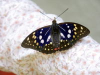 �ʐ^�A�I�I�����T�L