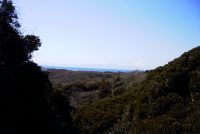 �ʐ^�A�O�Y����̕x�m�R