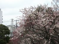 �ʐ^�A�H���،���