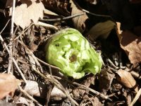 �ʐ^�A�t�L�m�g�E