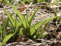 �ʐ^�A�J���]�E