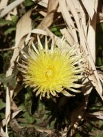 �ʐ^�A�j�z���^���|�|