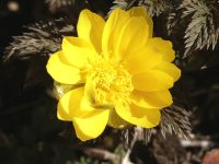 �ʐ^�A�t�N�W���\�E