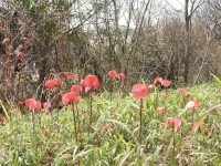 �ʐ^�A���ꂢ�ȐԂ��t����