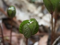 �ʐ^�A�q�g���V�Y�J