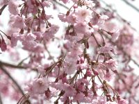 �ʐ^�A�}����