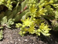 �ʐ^�A���m�}���l���O�T