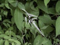 �ʐ^�A�g���A�V�V���E�}