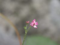 �ʐ^�A�}�}�R�m�V���k�O�C