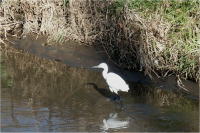 �ʐ^�A����