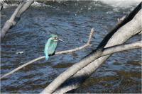 �ʐ^�A���킹��