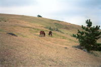 �ʐ^�A�s�䖦�̖쐶�n1