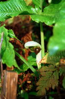 �ʐ^�A���炵�܂���