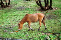 �ʐ^�A�s�䖦�̖쐶�n3