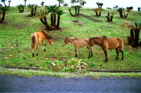 �ʐ^�A�s�䖦�̖쐶�n4