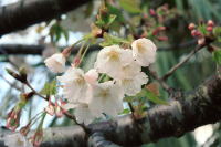 �ʐ^�A�������̍�