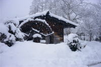 �ʐ^�A������̐���