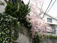 �ʐ^�A�}����1