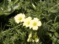 �ʐ^�A�J�^�o�~