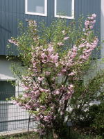 �ʐ^�A�J�C�h�E