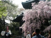 �ʐ^�A�}����2