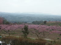 写真、新府のモモ1